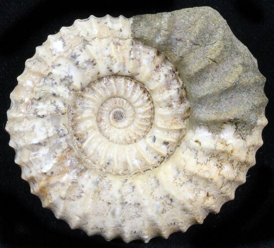 Pavlovia Ammonite Fossil - Siberia #29760